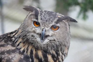 eagle owl jigsaw puzzle