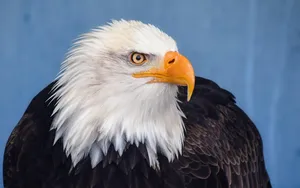 bald eagle jigsaw puzzle
