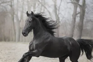 horse jigsaw puzzle