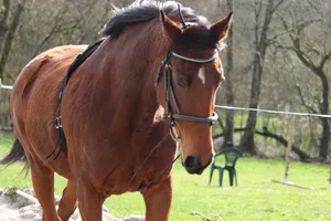 horse jigsaw puzzle