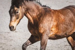 horse jigsaw puzzle