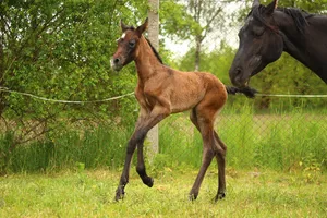 horse jigsaw puzzle