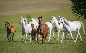 arabian horse jigsaw puzzle