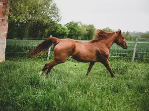 mare jigsaw puzzle