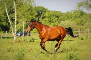 horse walker jigsaw puzzle