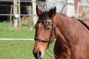 horse jigsaw puzzle