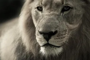 lion jigsaw puzzle