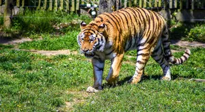 zoo jigsaw puzzle