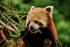 little panda jigsaw puzzle