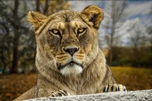 nature jigsaw puzzle