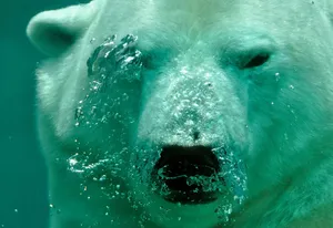 polar bear jigsaw puzzle