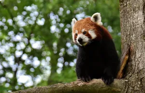 little panda jigsaw puzzle