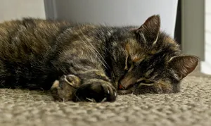 cat jigsaw puzzle