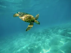 sea turtle jigsaw puzzle