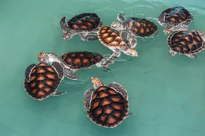 turtle jigsaw puzzle