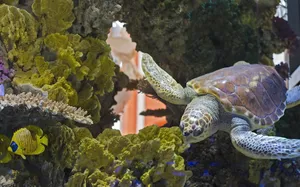 tortoise jigsaw puzzle