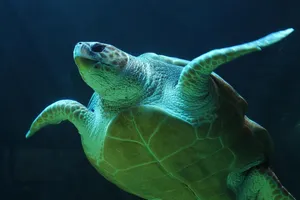 underwater jigsaw puzzle