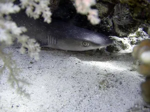 shark jigsaw puzzle