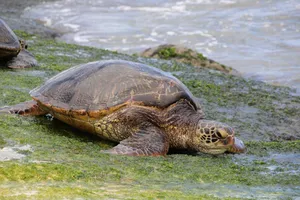 green sea turtle jigsaw puzzle