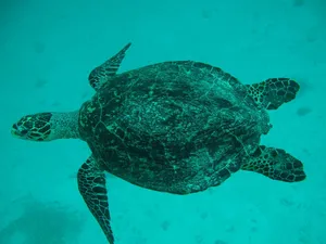 sea turtle jigsaw puzzle