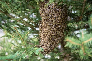 swarm of bees jigsaw puzzle