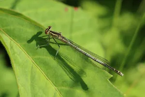 dragonfly jigsaw puzzle