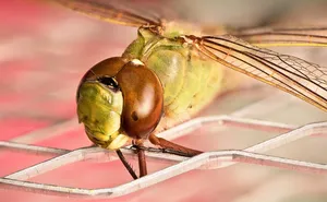 dragonfly jigsaw puzzle