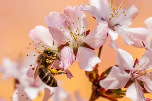 bee jigsaw puzzle