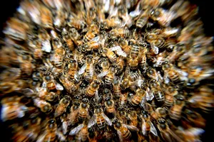 bees jigsaw puzzle