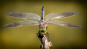 dragonfly jigsaw puzzle