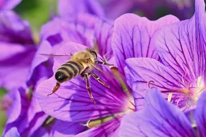 wild bee jigsaw puzzle