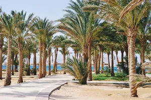 palm jigsaw puzzle