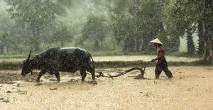 buffalo jigsaw puzzle