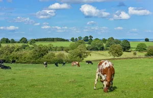 livestock jigsaw puzzle