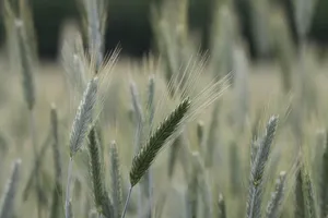 summer jigsaw puzzle