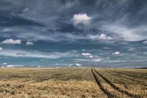 wheat fields jigsaw puzzle