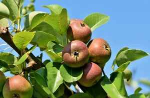 apples jigsaw puzzle