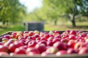 apples jigsaw puzzle