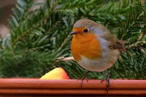 robin jigsaw puzzle