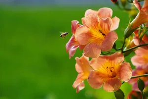campsis jigsaw puzzle