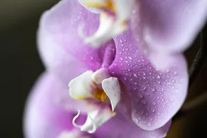 orchids jigsaw puzzle