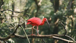 scarlet ibis jigsaw puzzle