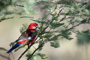 crimson rosella jigsaw puzzle