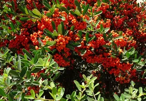 berry jigsaw puzzle