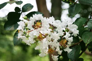 white crimson tree jigsaw puzzle
