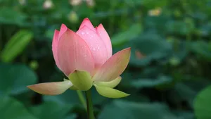 lotus jigsaw puzzle