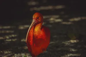 bird jigsaw puzzle