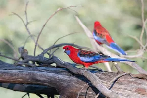 crimson rosella jigsaw puzzle
