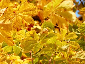 autumn leaves jigsaw puzzle