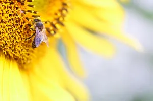 bee jigsaw puzzle